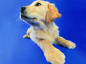 Funny Cats and Dogs Jigsaw Puzzle Online Game